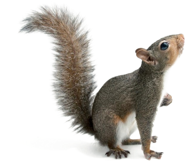 Squirrel Png Download Image - Poster: Sartore's A Studio Portrait Of An Eastern Gray (922x720), Png Download
