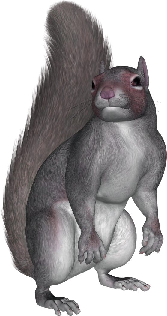 Download For Free Squirrel Png In High Resolution - Sitting Squirrels (557x1054), Png Download