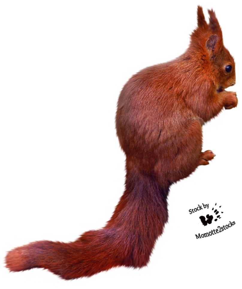 Free Icons Png - Eurasian Red Squirrel (819x976), Png Download