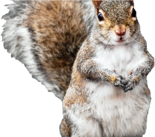Squirrel With Long Hair (640x480), Png Download
