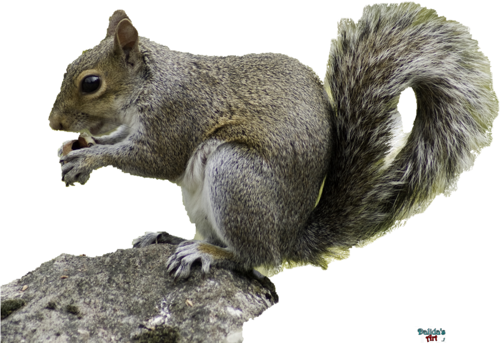 Squirrel - Squirrel Hd With Transparent Background (1024x768), Png Download