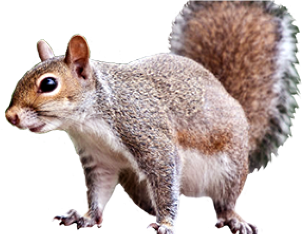 Squirrel Transparent (640x480), Png Download