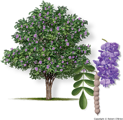 Mountain Laurel Sephora Secundiflora - Texas Mountain Laurel Png (450x450), Png Download