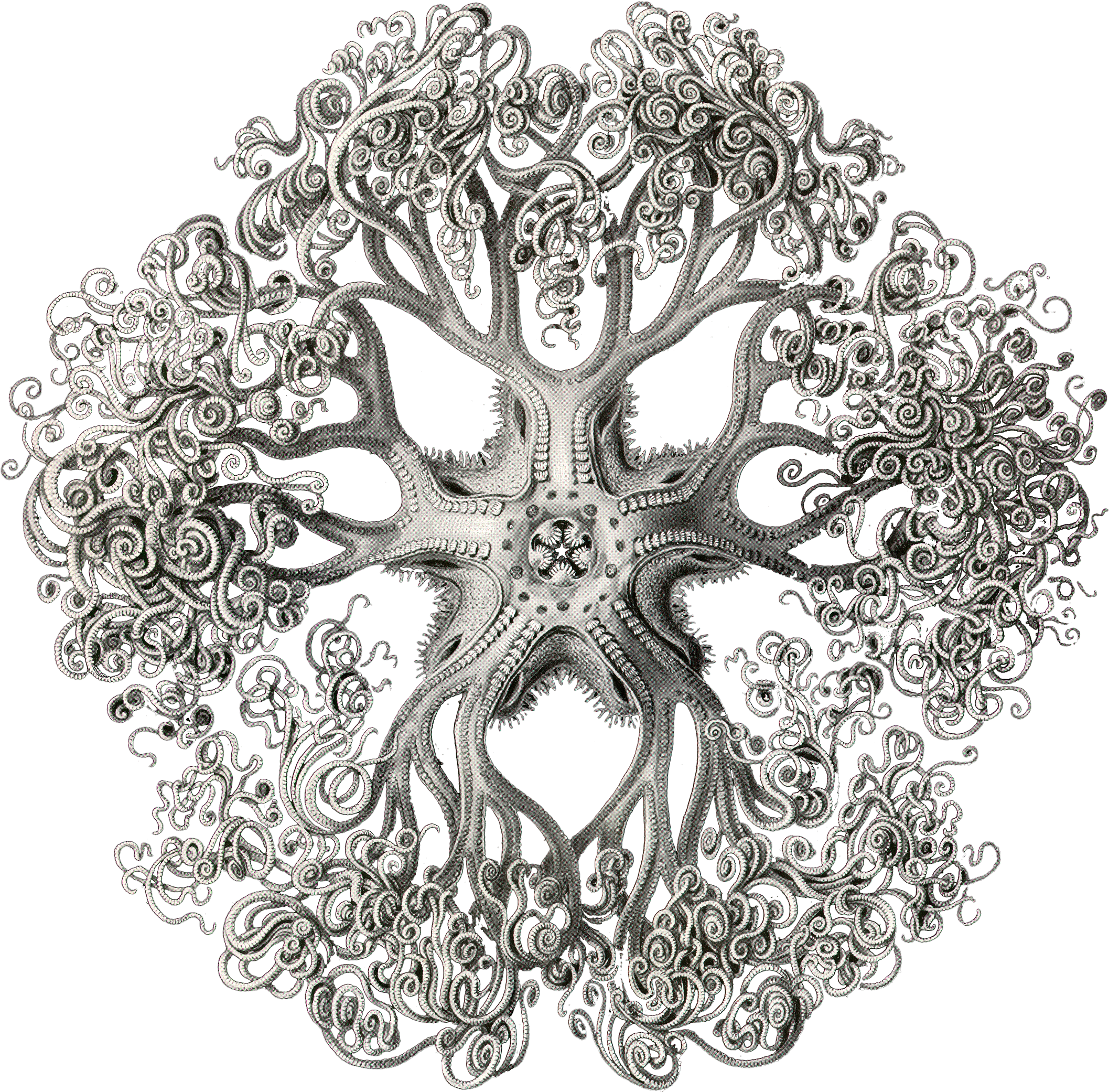 Ernst Haeckel Black And White Art (2189x2180), Png Download