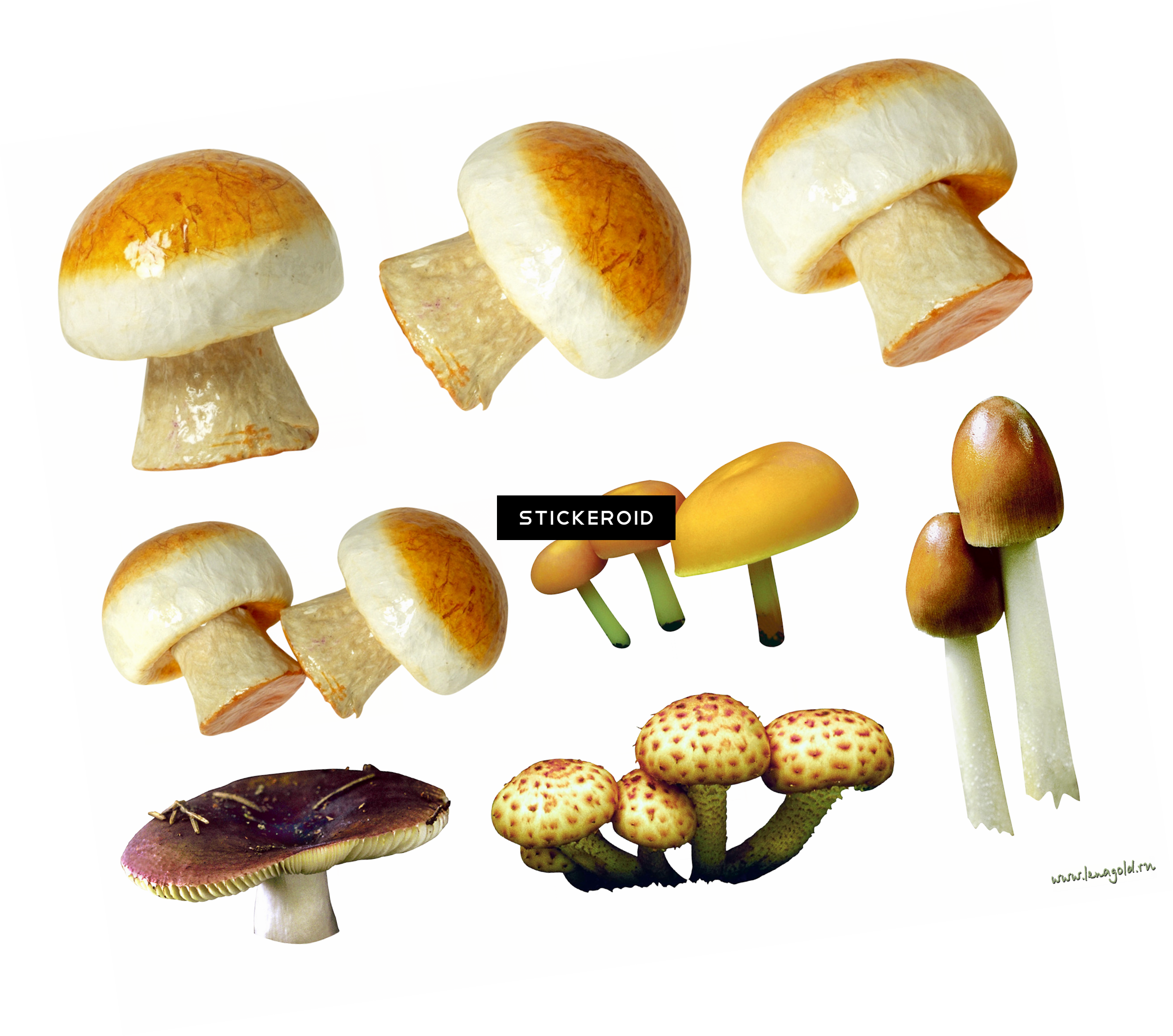 Mushroom (2365x2089), Png Download