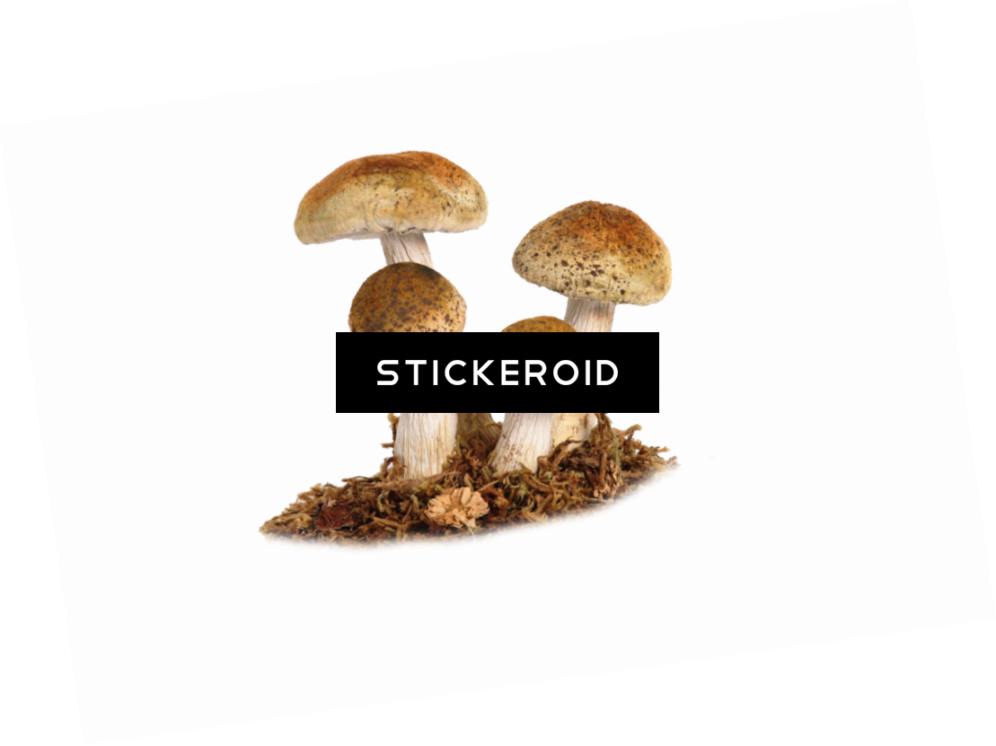 Shiitake (1109x831), Png Download