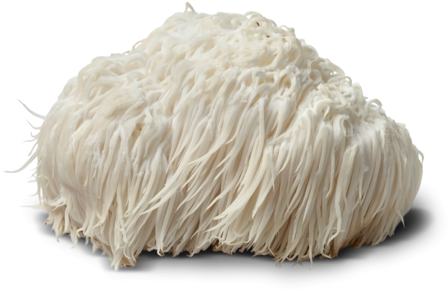 Lions Mane Mushroom - Lion's Mane Mushroom Png (800x533), Png Download