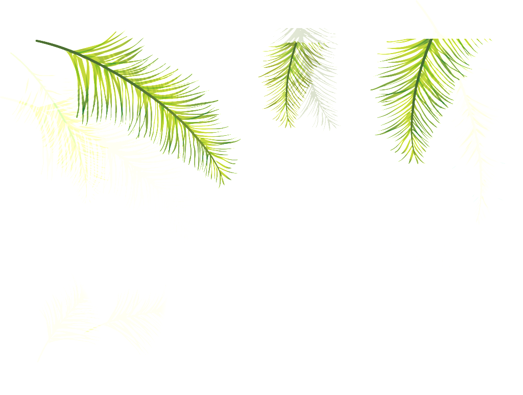 Three Coniferous Leaves Transparent Plant Vector - Attalea Speciosa (1024x774), Png Download