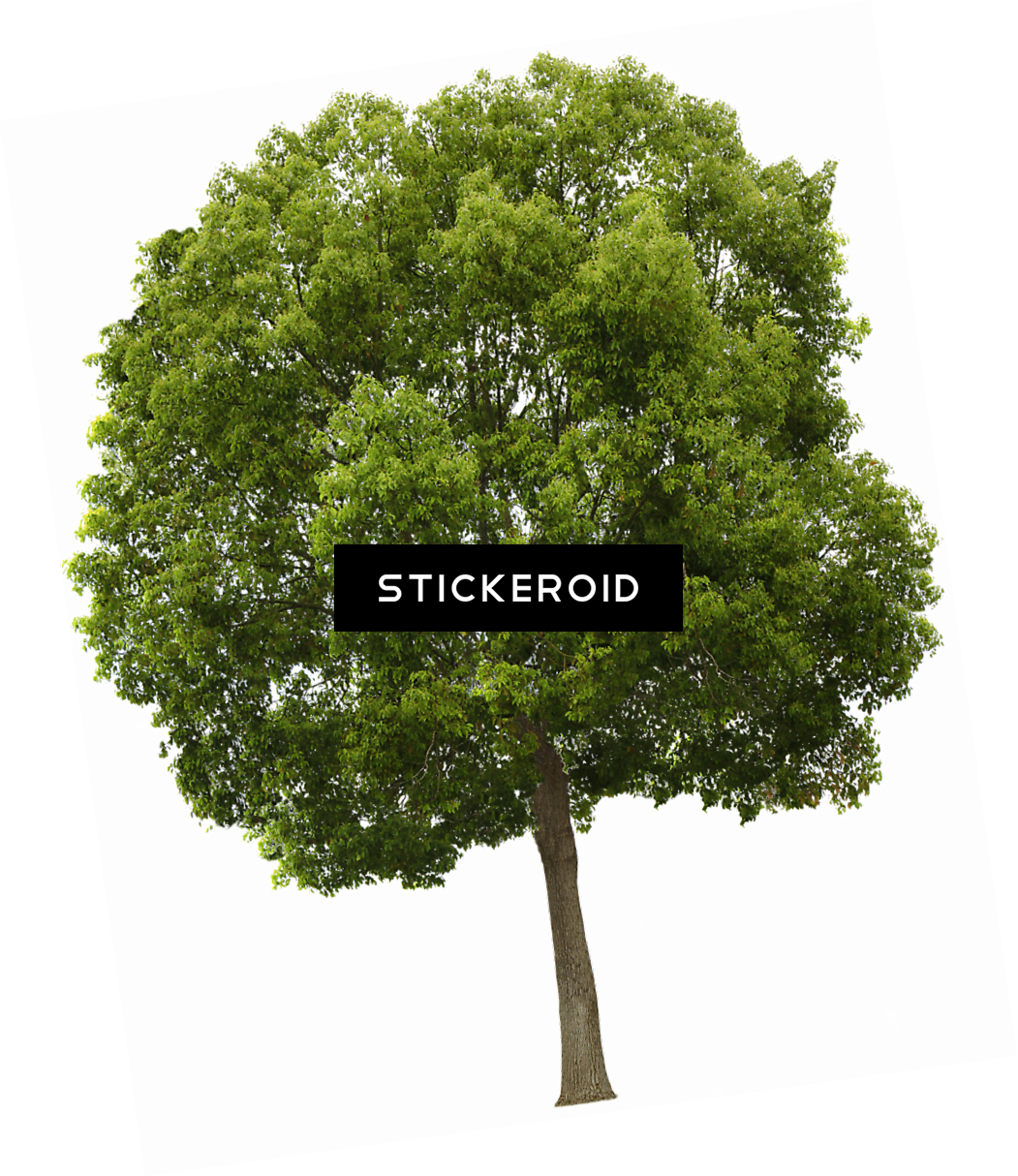 Texture Hackberry Tree Trees Lugher Texture Library - Trees Png High Resolution (1051x1214), Png Download