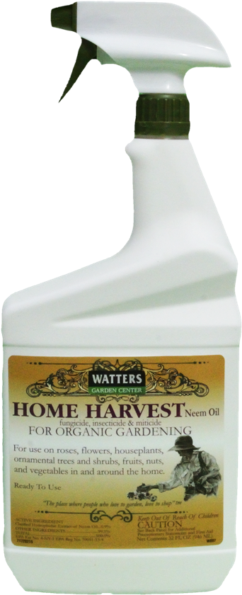 Home Harvest - Harvest (900x900), Png Download