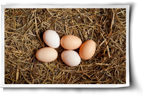 Chick Eggs In Nest Png (500x344), Png Download