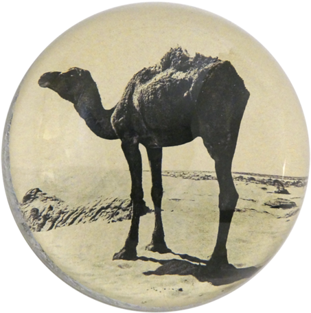 Catbird (500x500), Png Download