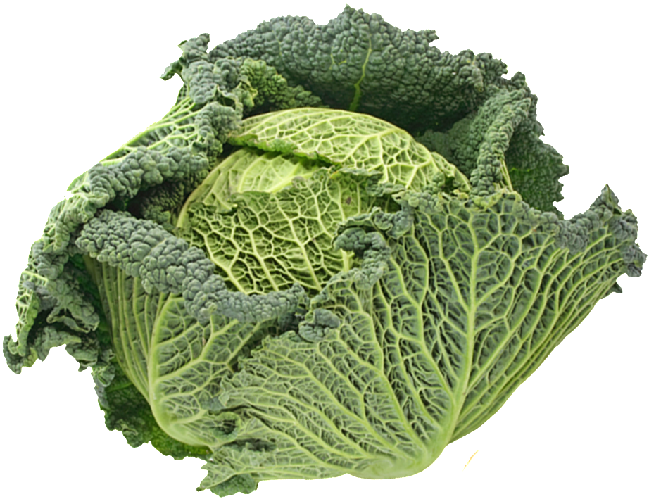 Cabbage Transparent Vegetables - Savoy Cabbage (1024x1024), Png Download