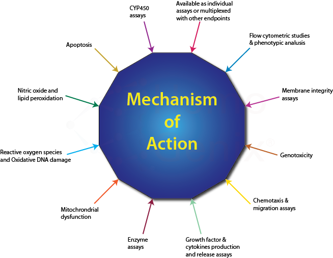 Mechanism Of Action Studies - Cytokines Mechanism Of Action (654x507), Png Download