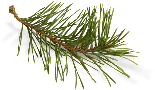 Long Needle Pine Png Clip Art Library - Sweatshirt (526x335), Png Download