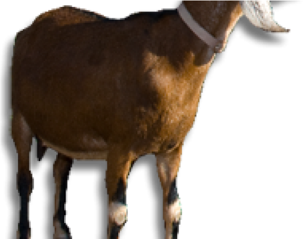 Goat Png Transparent Images - Meat (640x480), Png Download