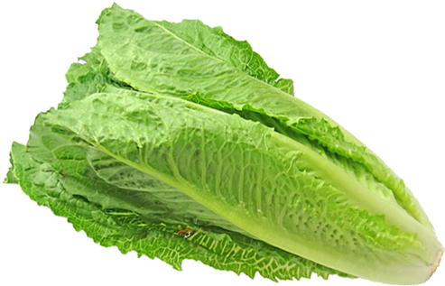 Cdc Updates Romaine Lettuce E - Lettuce (736x414), Png Download