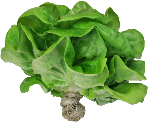 All Live Plants - Live Butter Lettuce (500x423), Png Download