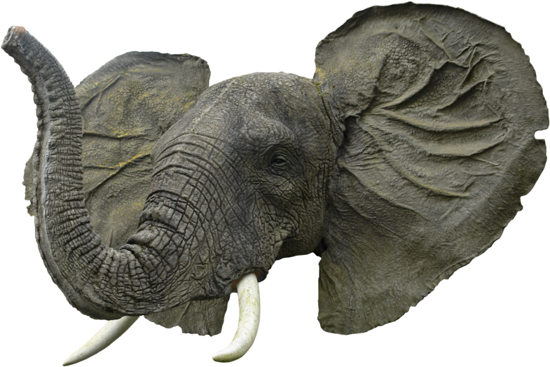 Elephant Head Png - Elephant Face Png (800x538), Png Download