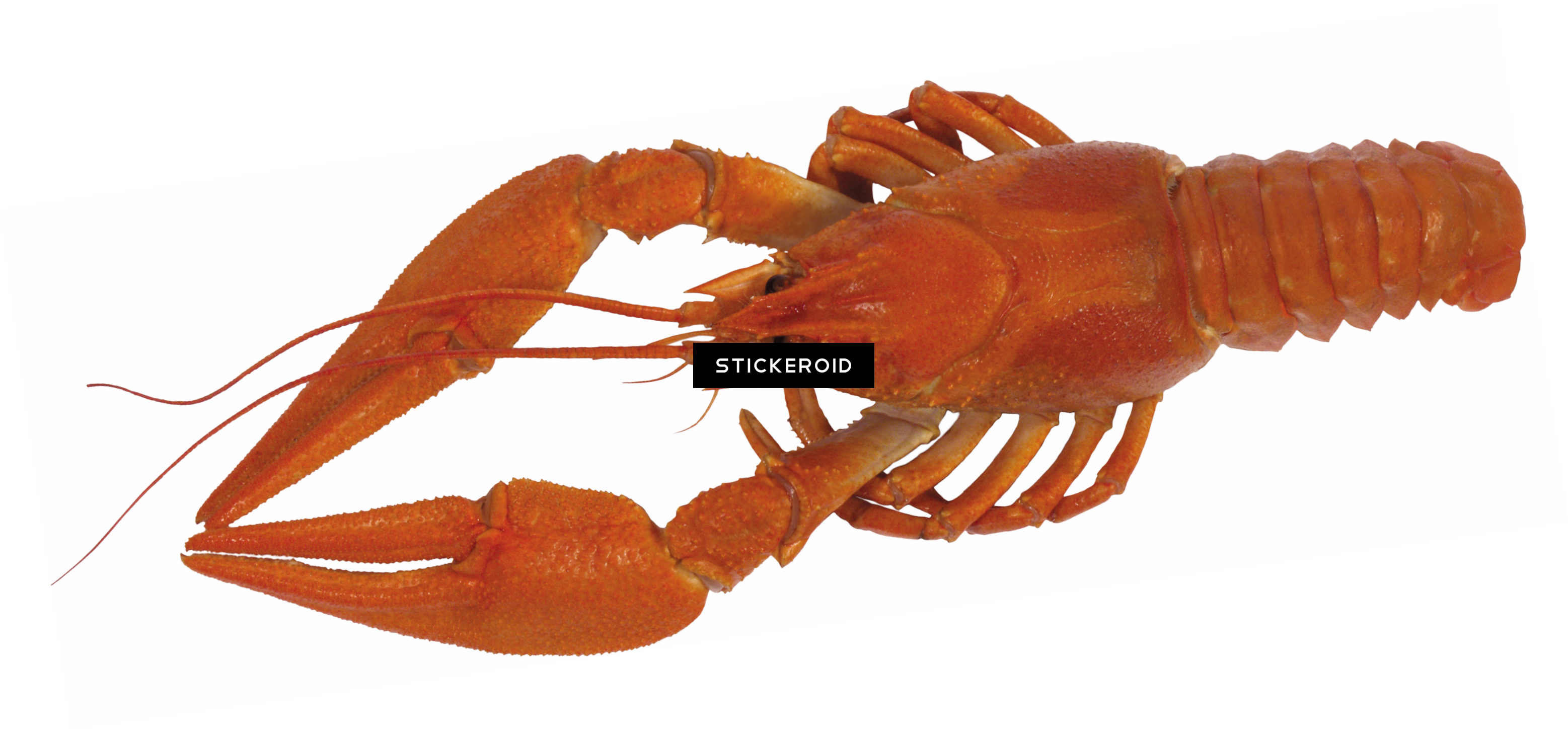 Lobster - Spiny Lobster (3115x1452), Png Download