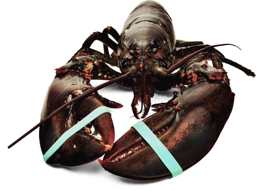 Fresh Atlantic Lobster - Bogavante (1000x700), Png Download