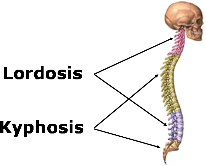 The Position Adopted By A Person Will Affect The Musculoskeletal - Vertebral Column (765x580), Png Download