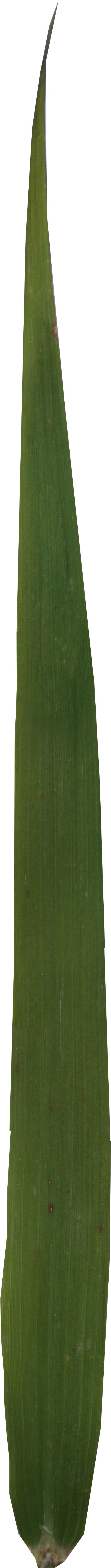 Grass (1713x7860), Png Download