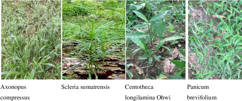 Predominant Grasses Species That Are Grown In Both - Plantation (780x335), Png Download