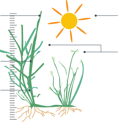 It Is A Perennial Grass Suitable For Warm Season Climates - Buffalo Grass (400x414), Png Download