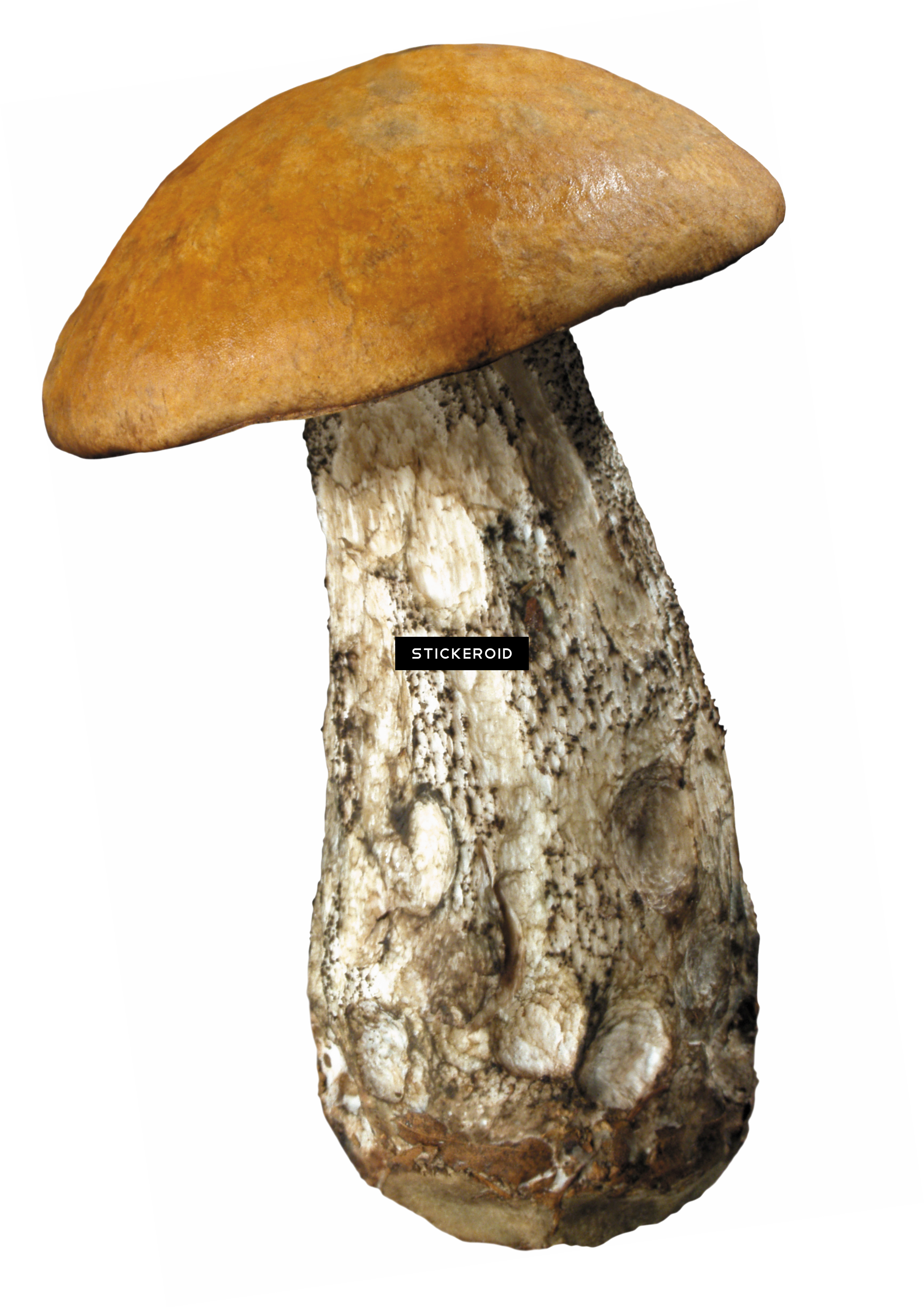 Mushroom - Fungus (2490x3520), Png Download