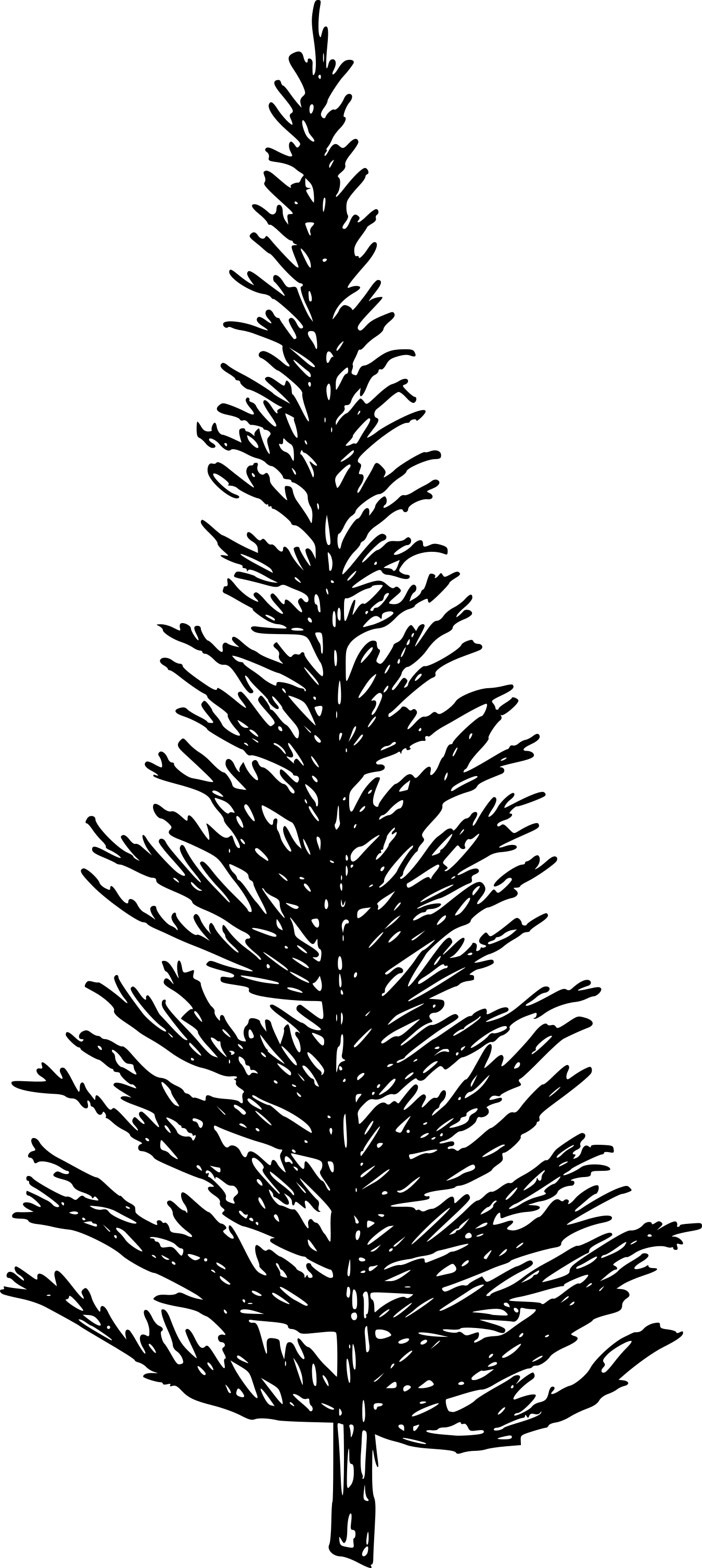 Free Download - Western Yellow Pine (1349x3012), Png Download