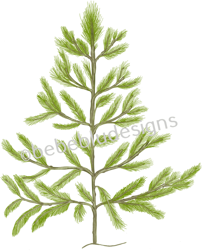 Pine Tree - Christmas Tree (818x1024), Png Download