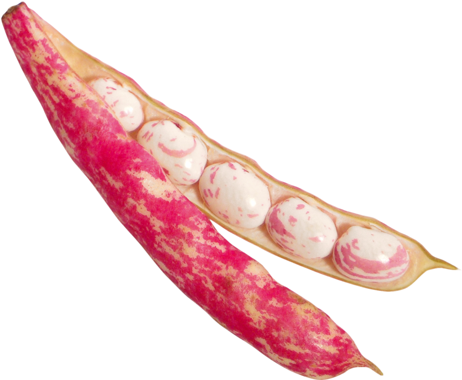 Beans Png Image - Bean (1024x768), Png Download