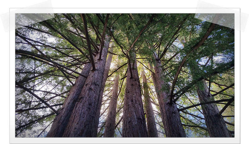 Mount Hermon Redwoods - Pond Pine (800x461), Png Download