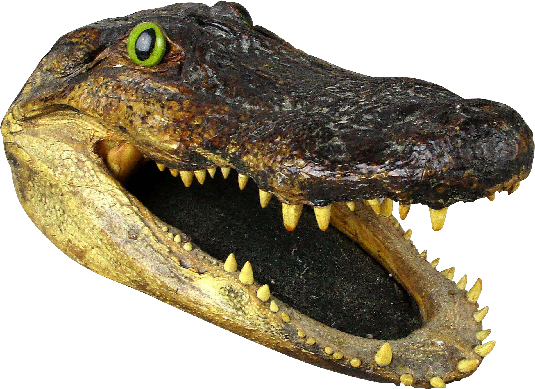 Alligator Head Png Graphic Library - Alligator Head Png (1840x1840), Png Download