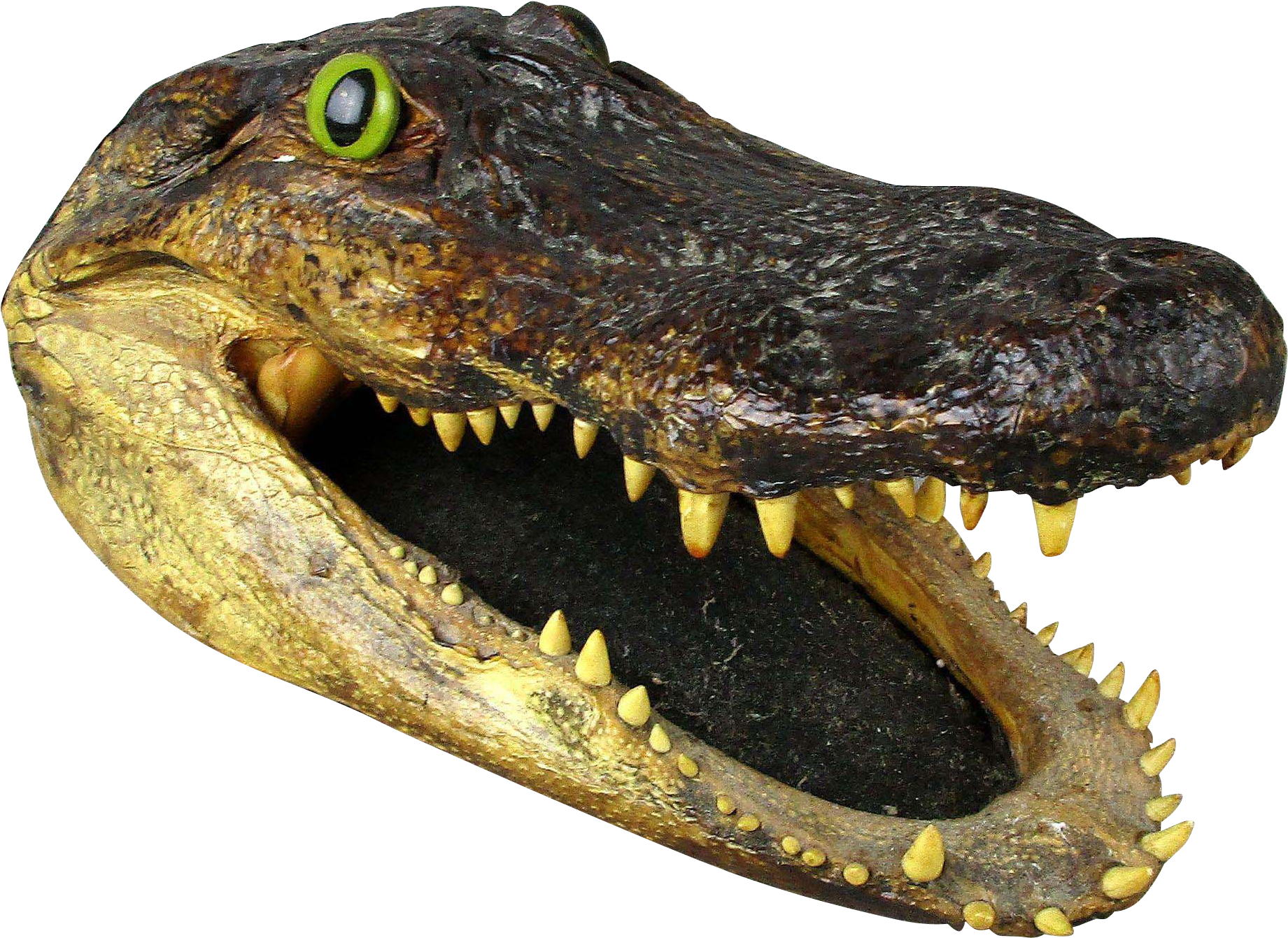 Crocodile Head Png Image Pngpix | Images and Photos finder