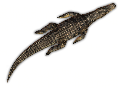 Croc Swim 2 - Crocodile Top View Swimming (400x341), Png Download