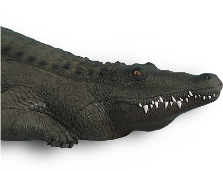 Alligator - American Crocodile (450x505), Png Download