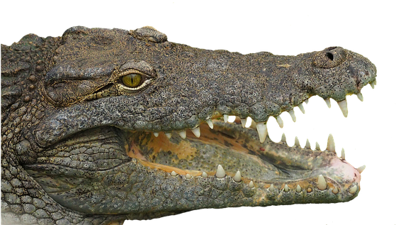 Crocodile Head Png (595x340), Png Download