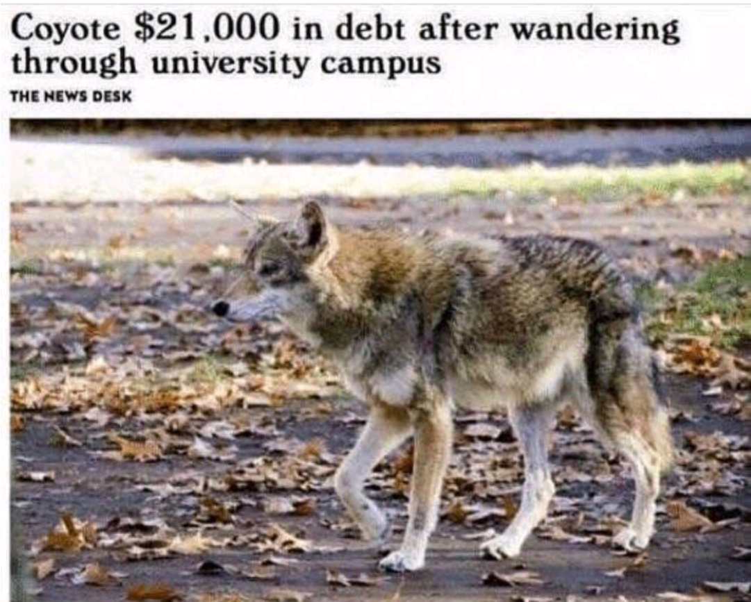 The Coyotes Behind - Coyote $21000 In Debt Meme (1080x1365), Png Download