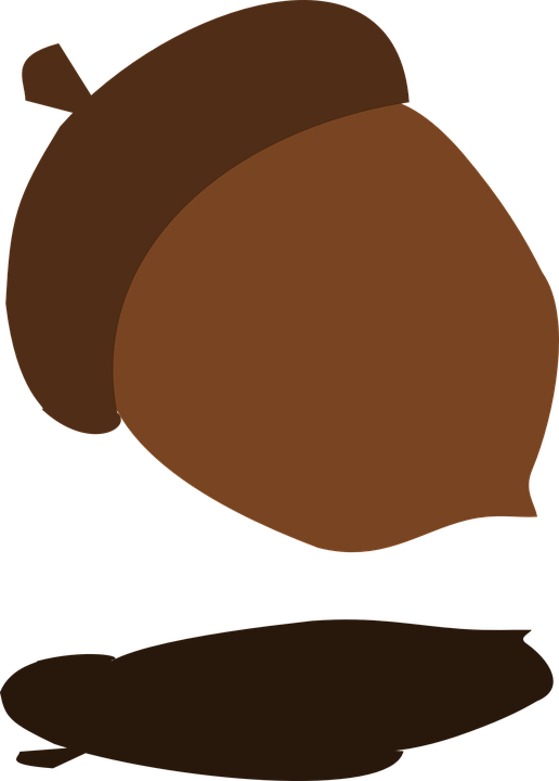 Fall Tree Acorn Shadow Falling Harvest Autumn - Bellota Png (516x720), Png Download