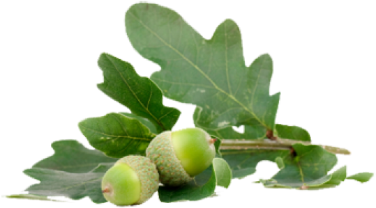Acorn Png With Green Leaves - Жолуді Пнг (600x401), Png Download