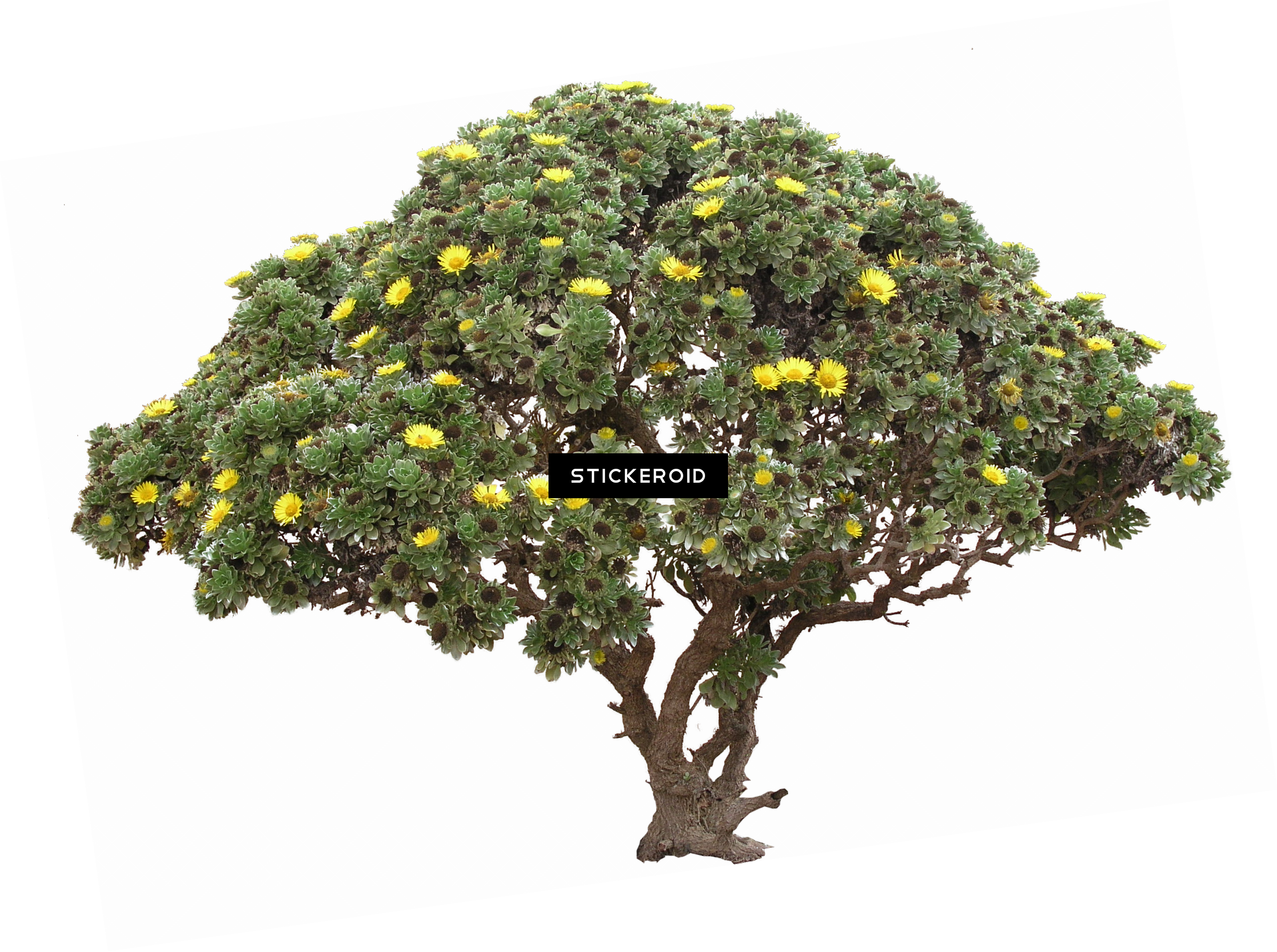 Tree Bush - Portable Network Graphics (2561x1909), Png Download