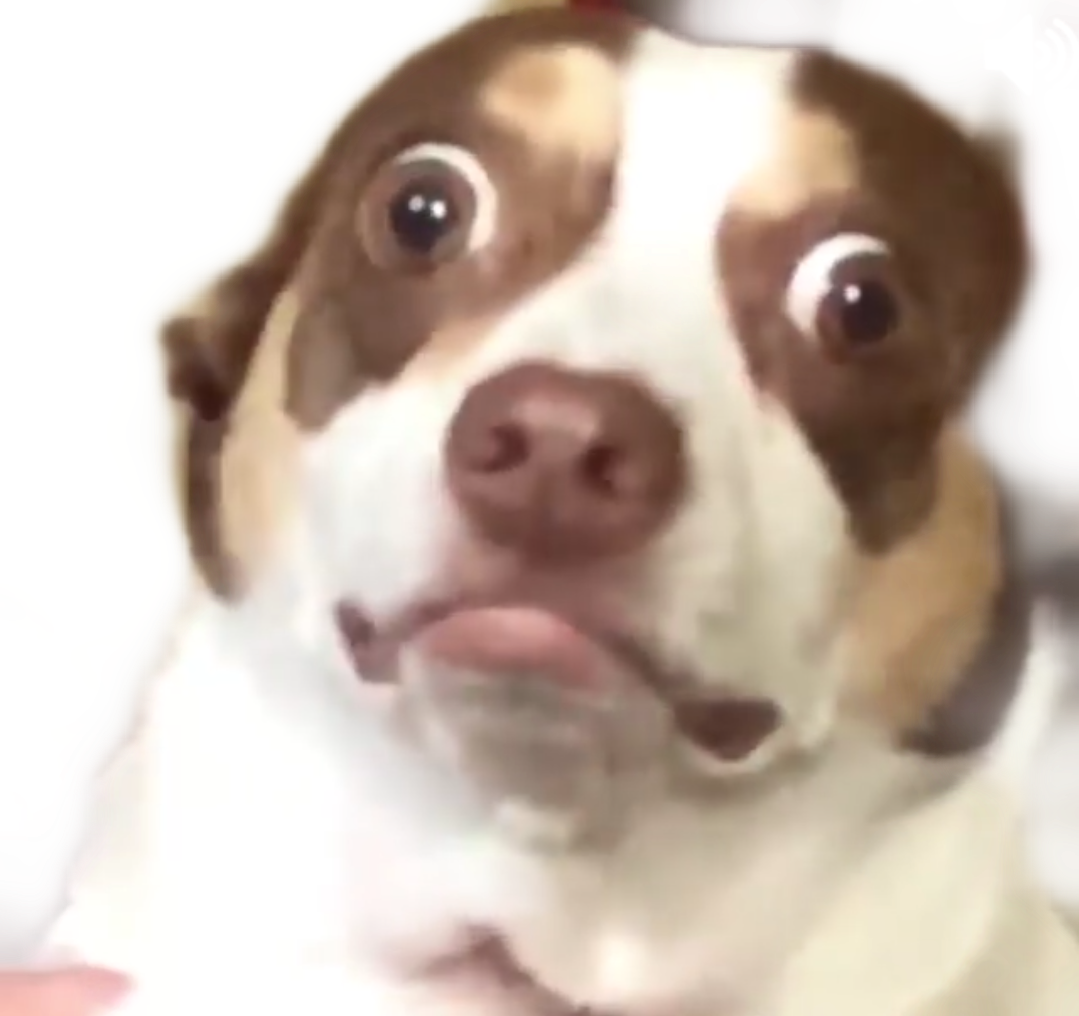 Download Yeah I Got You On Camera Dog PNG Image with No Background
