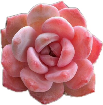 #spring#flower#hard Has Arrived#springy#spring Overlay#flower - Pink Succulent Transparent (400x410), Png Download