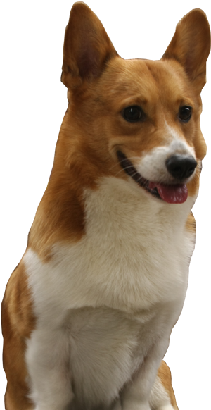 Texas (376x587), Png Download