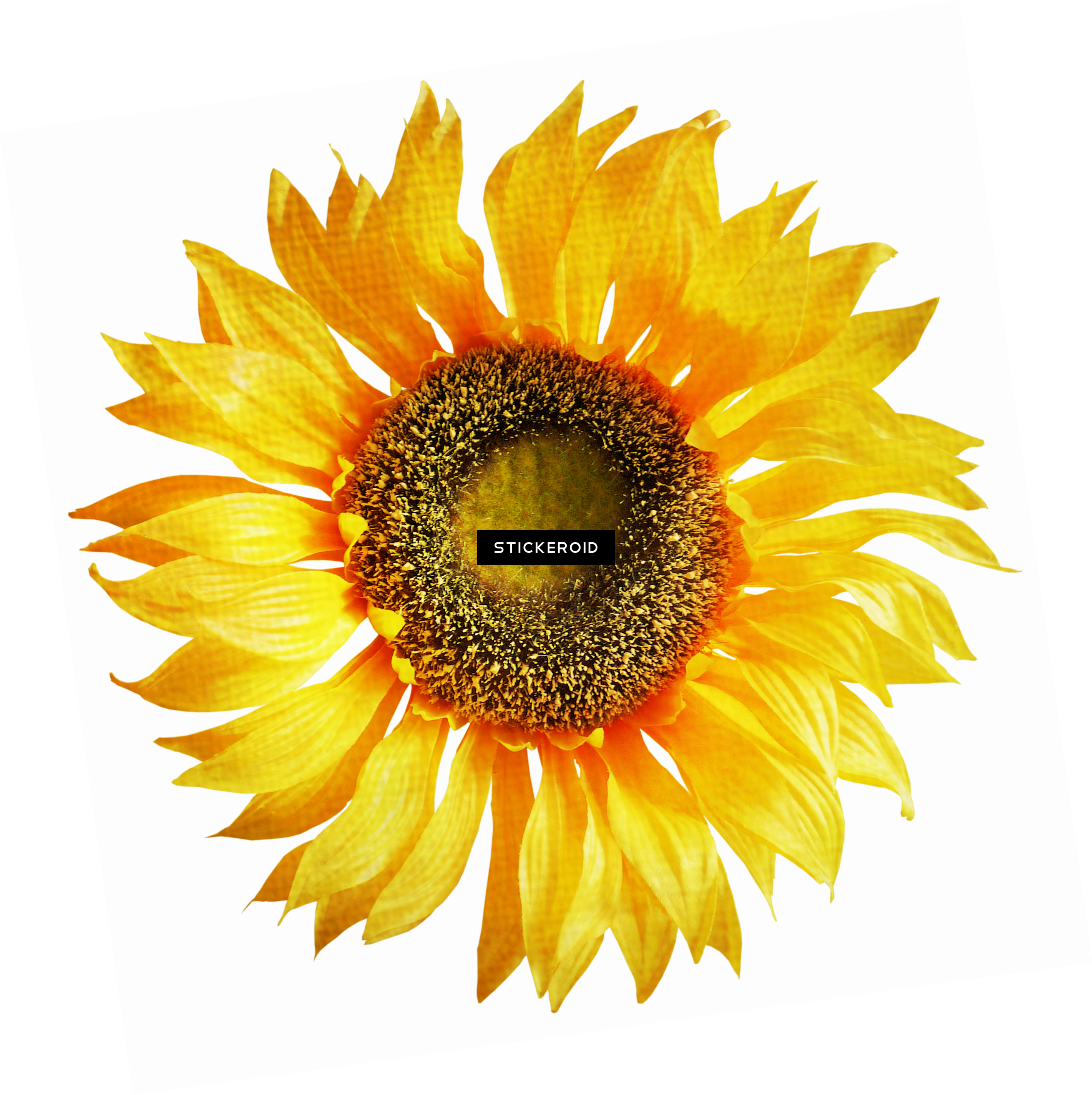 Sunflowers Sunflower - Sunflower On White Background (2842x2850), Png Download