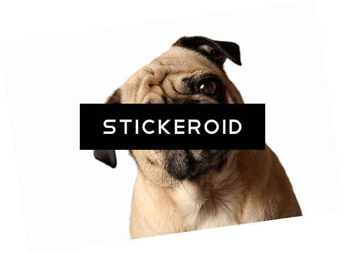 Pug Tilted Head - Pug (670x495), Png Download