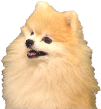 Memes - Skorpion Gif (500x497), Png Download