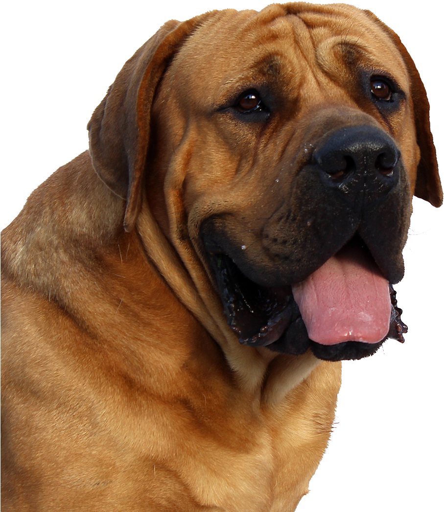 Dog Png Banner Black And White Stock - Dog Face Png (1178x1218), Png Download